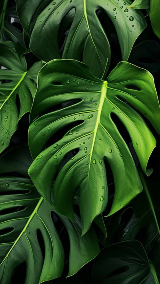 Folhas de monstera — natureza e acolhimento